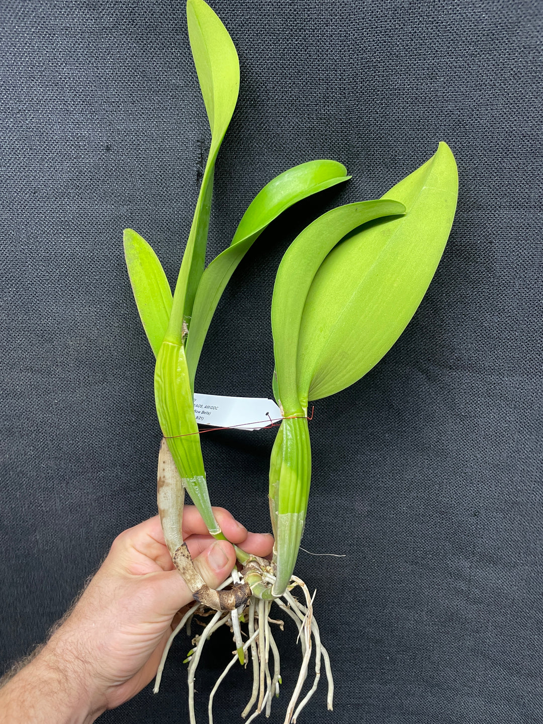 Blc. Sylvia Fry `Supreme&