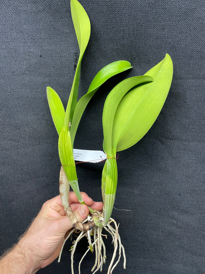Blc. Sylvia Fry `Supreme&