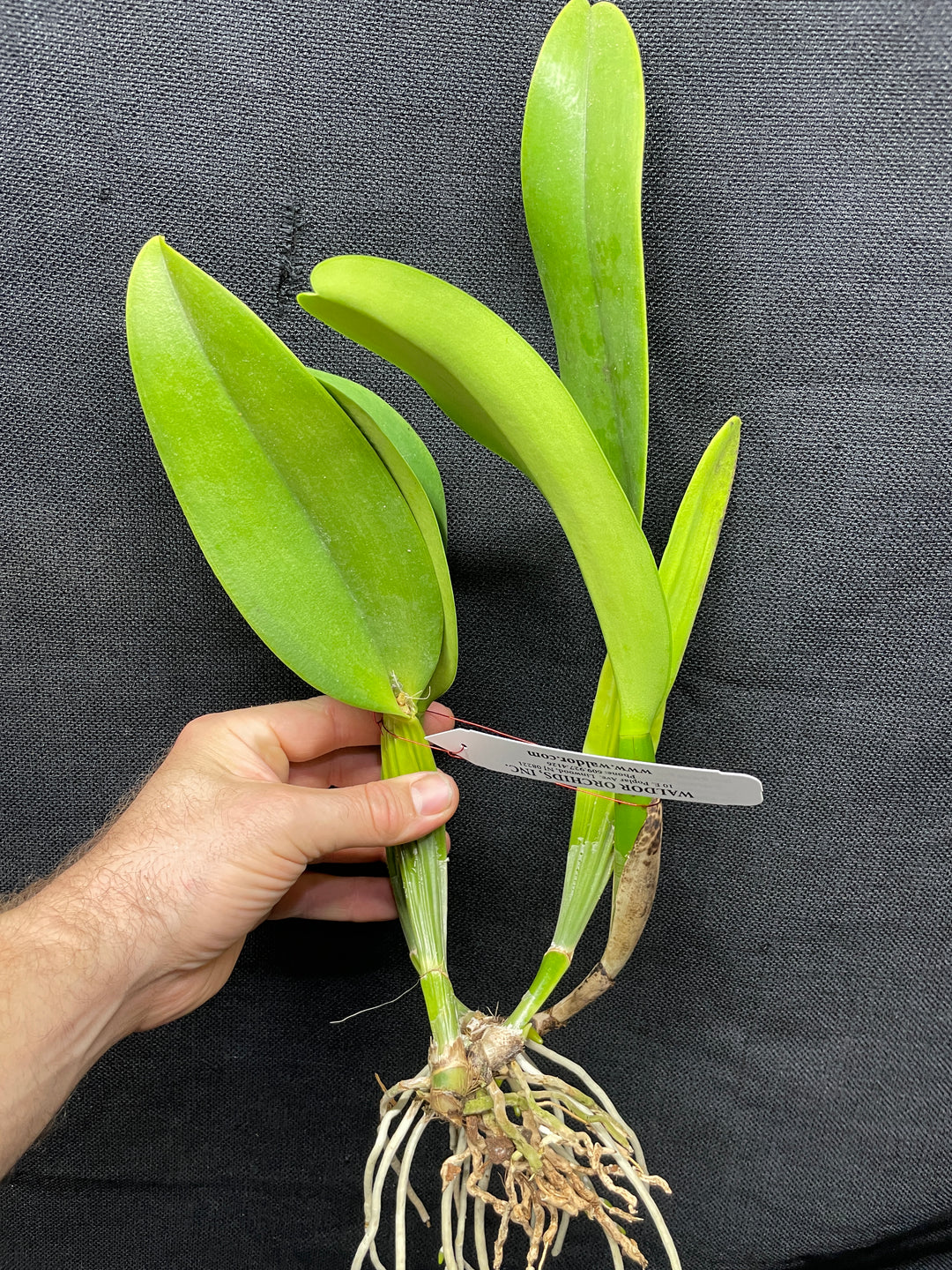 Blc. Sylvia Fry `Supreme&