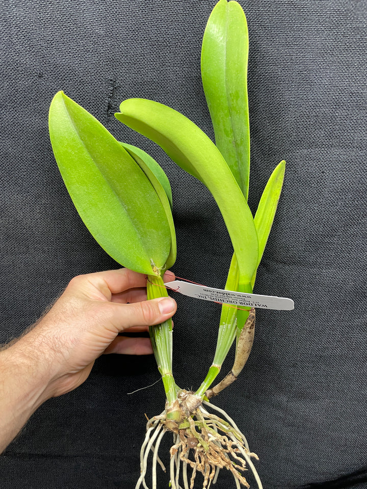 Blc. Sylvia Fry `Supreme&