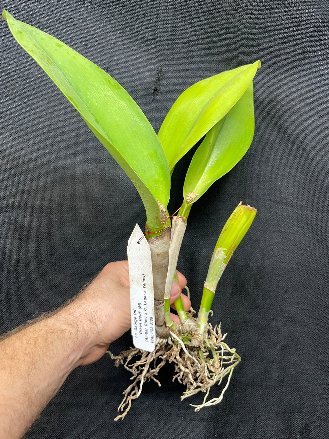 Lc. George Off `Green Gold&