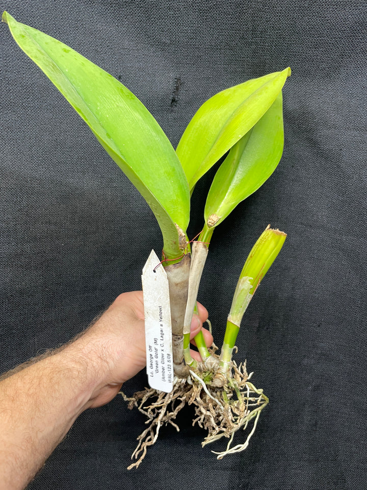 Lc. George Off `Green Gold&