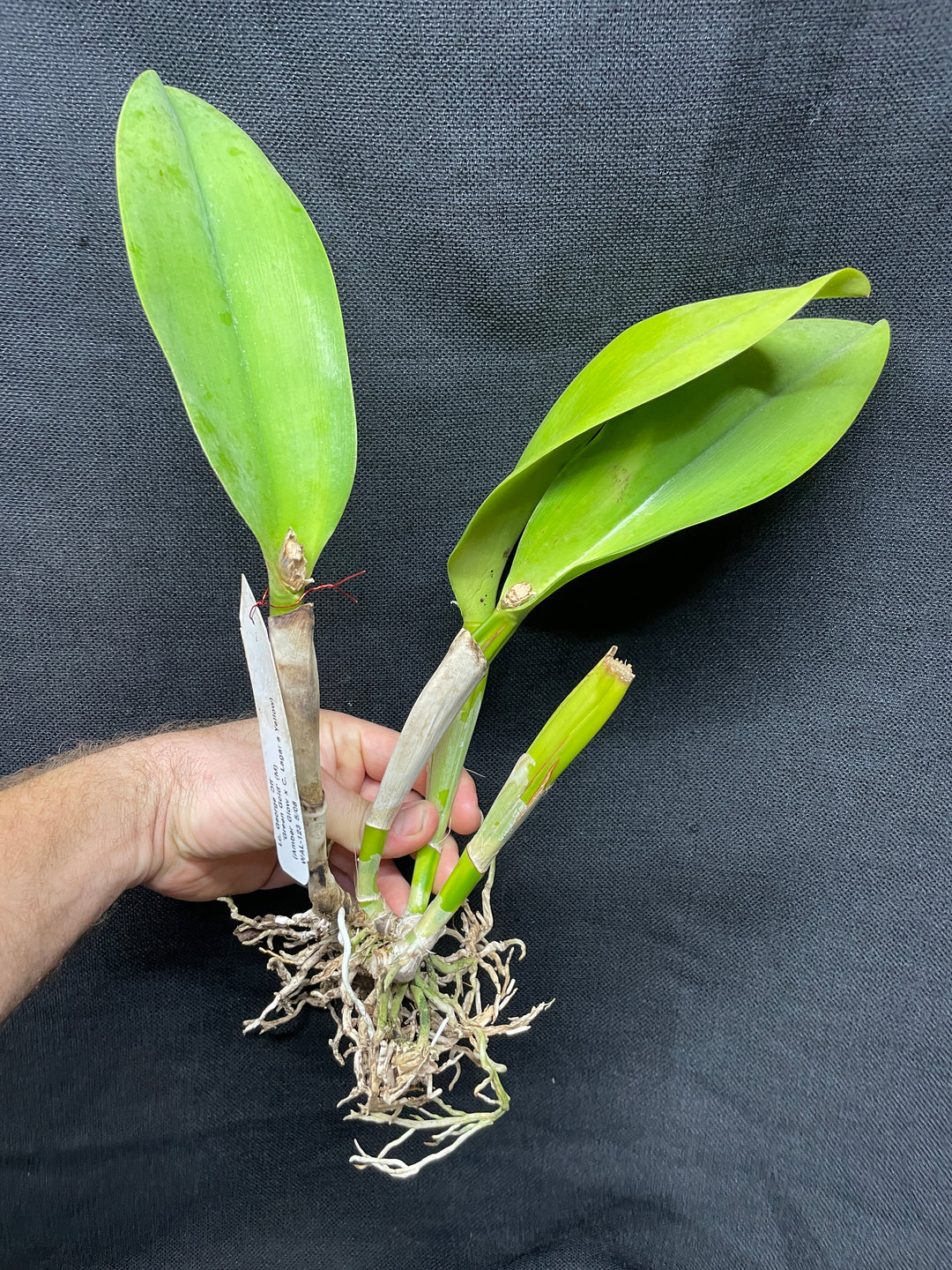 Lc. George Off `Green Gold&