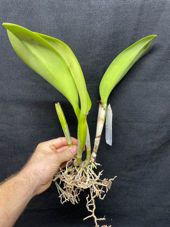 Lc. George Off `Green Gold&