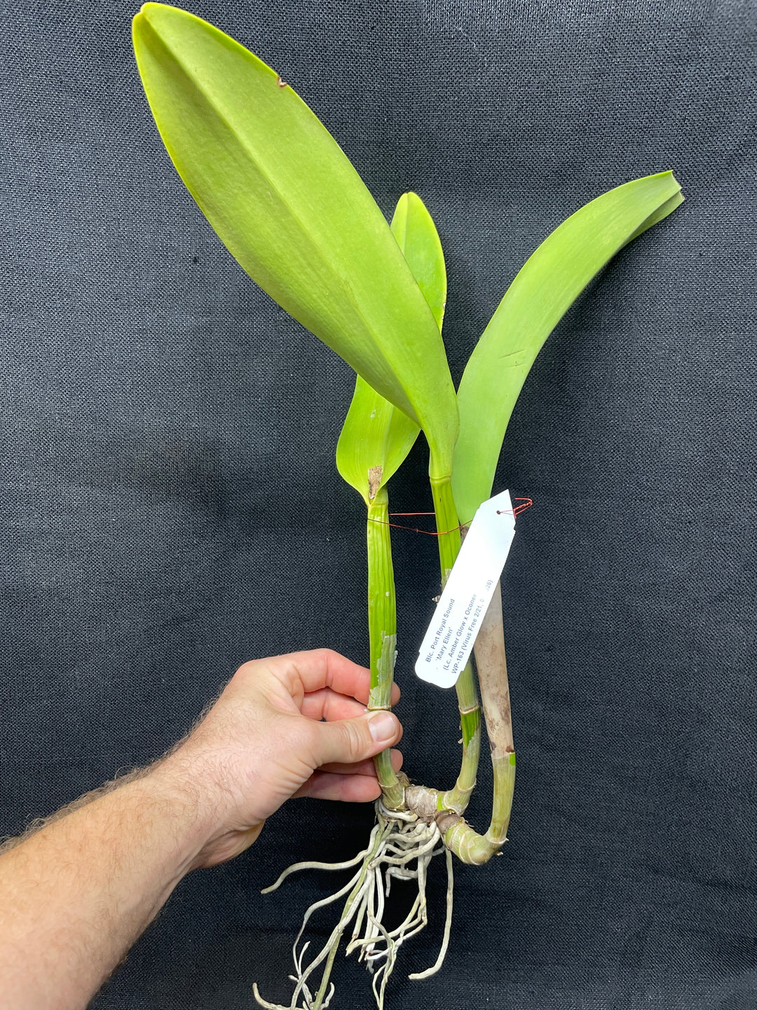 Blc. Port Royal Sound `Mary Ellen&