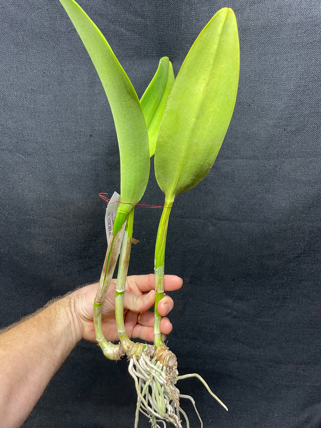 Blc. Port Royal Sound `Mary Ellen&