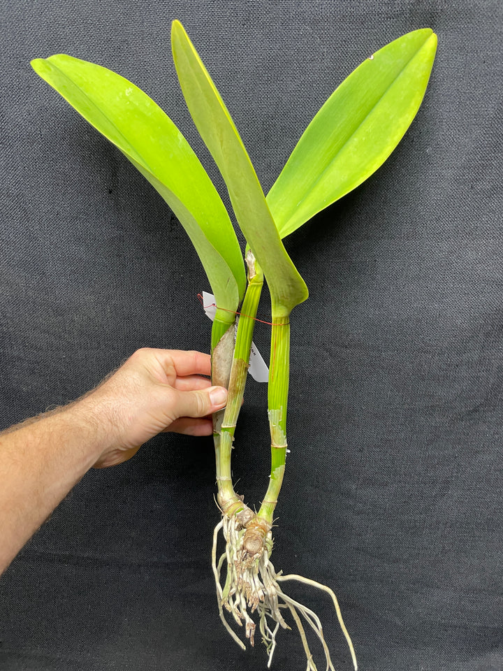 Blc. Port Royal Sound `Mary Ellen&