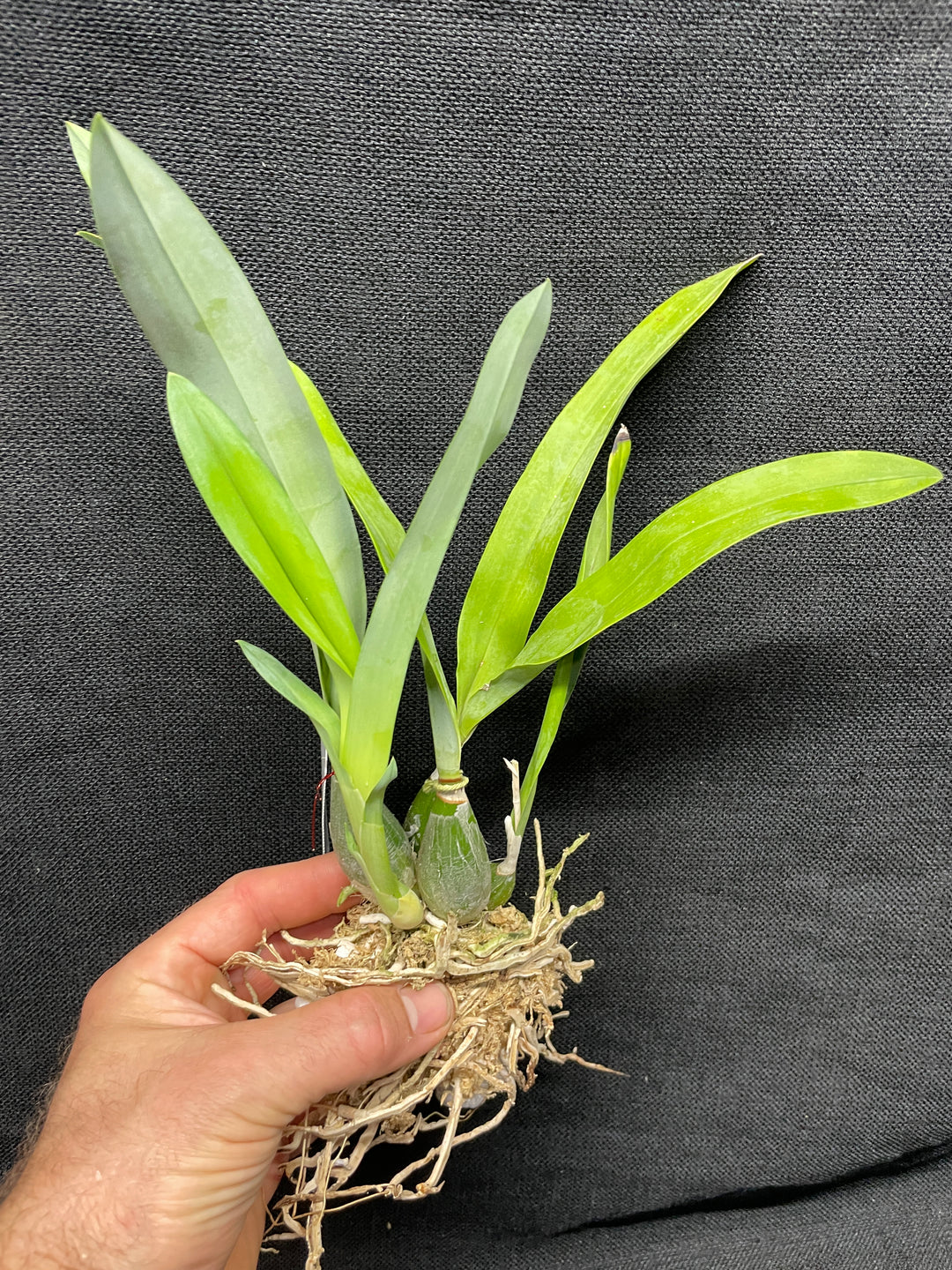 Enc. mariae `Sentinel Orchids&