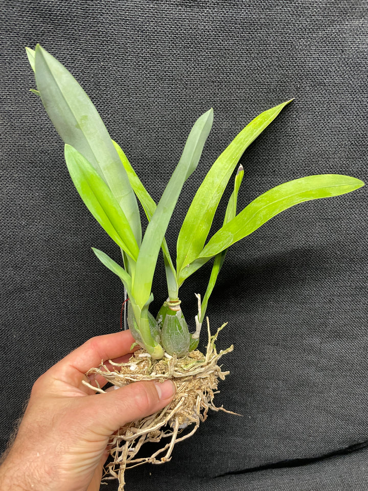 Enc. mariae `Sentinel Orchids&