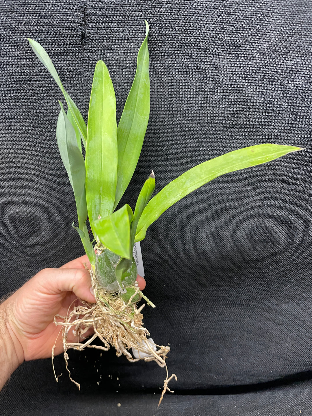 Enc. mariae `Sentinel Orchids&