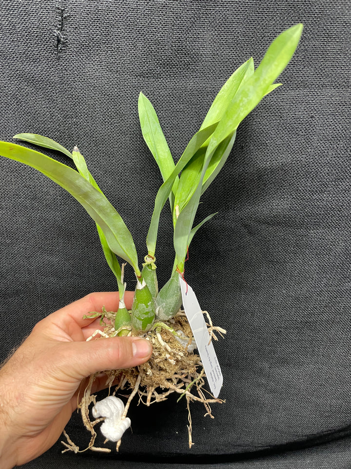 Enc. mariae `Sentinel Orchids&