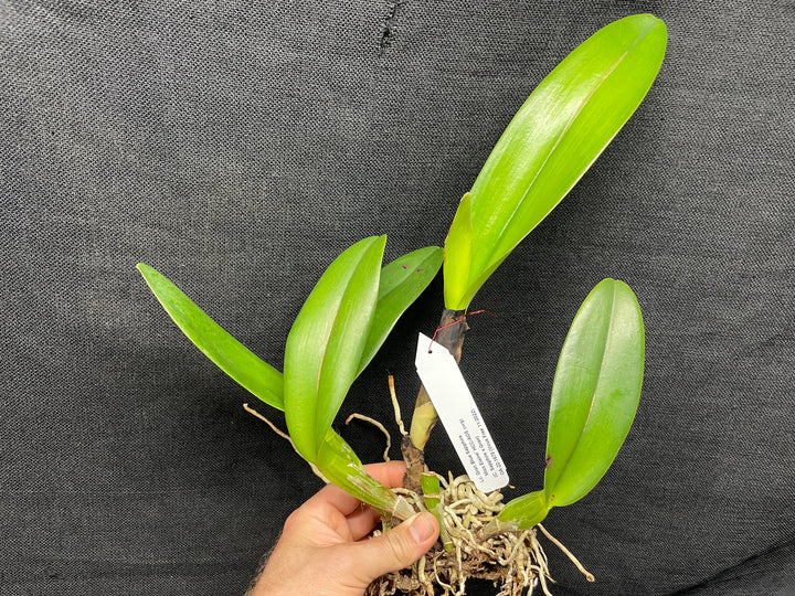 Lc. Gran Blue Sapphire `Miss Elaine&