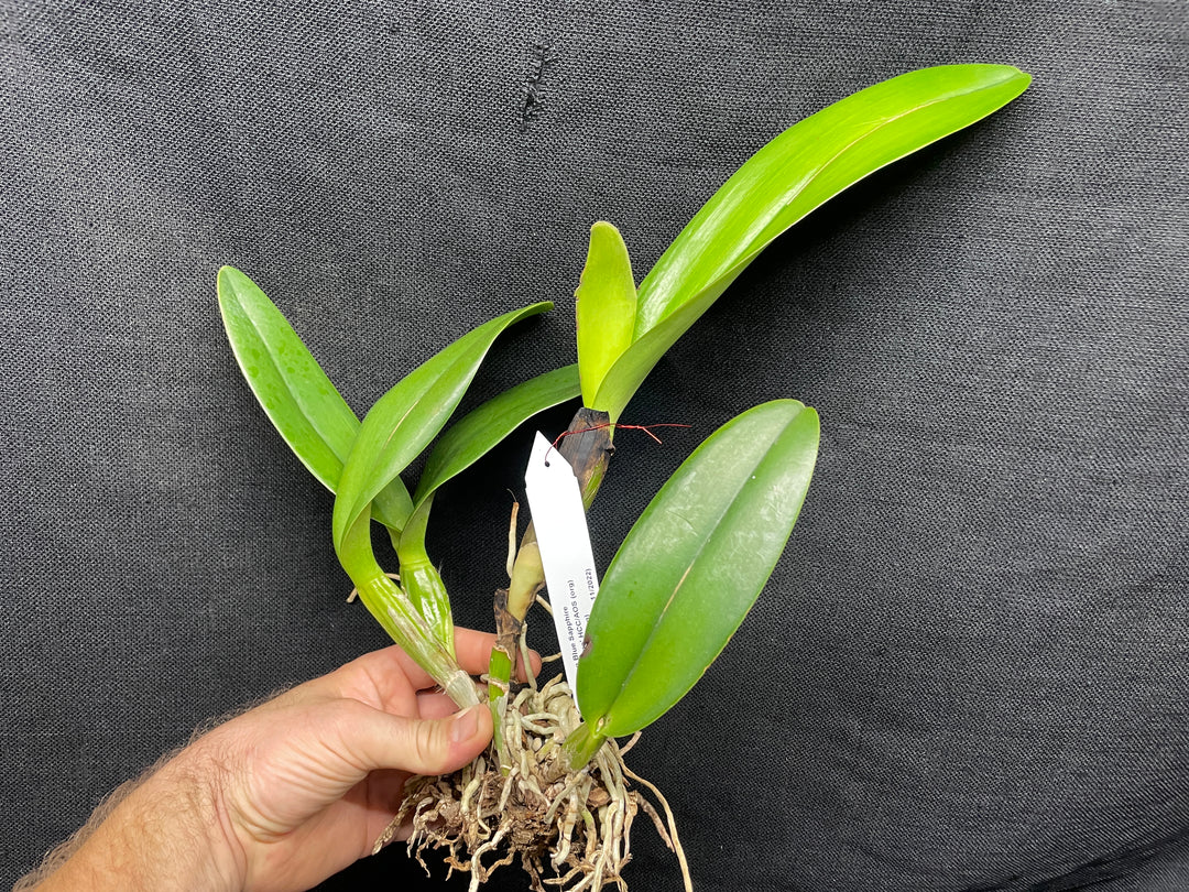 Lc. Gran Blue Sapphire `Miss Elaine&