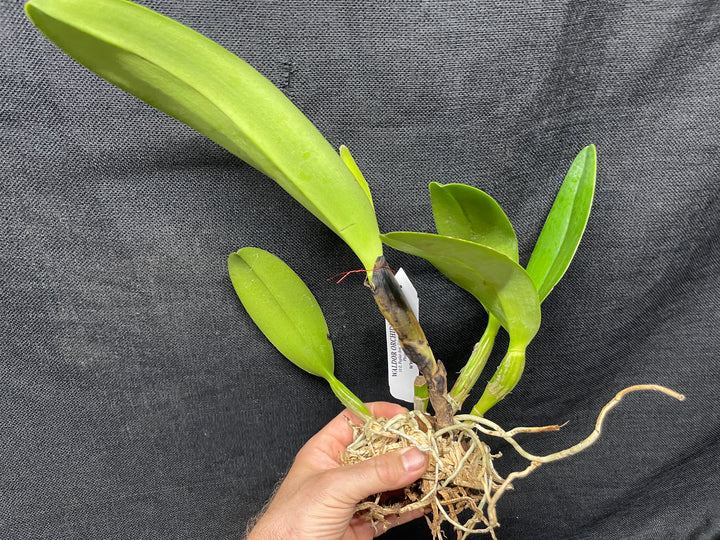 Lc. Gran Blue Sapphire `Miss Elaine&