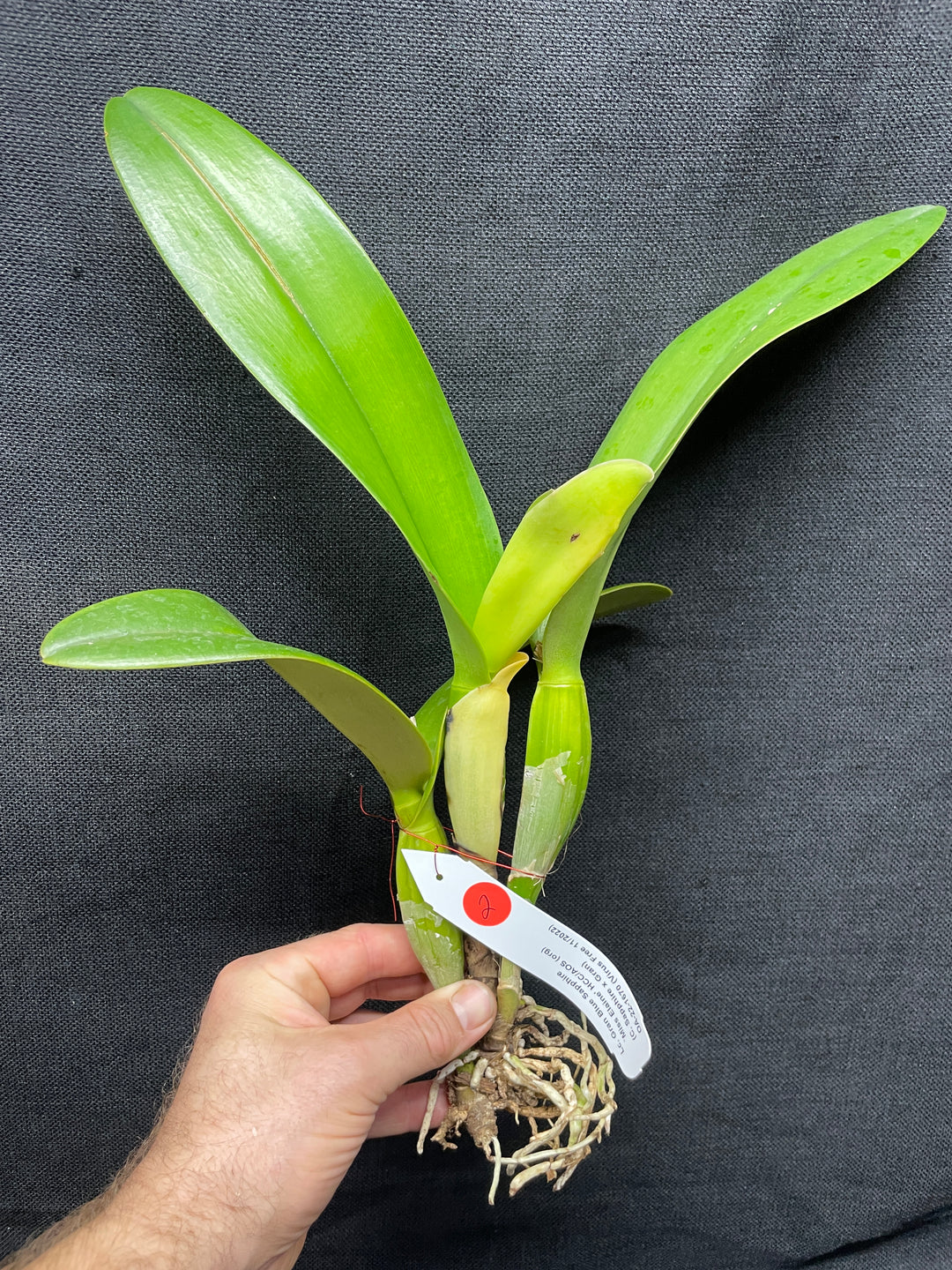 Lc. Gran Blue Sapphire `Miss Elaine&