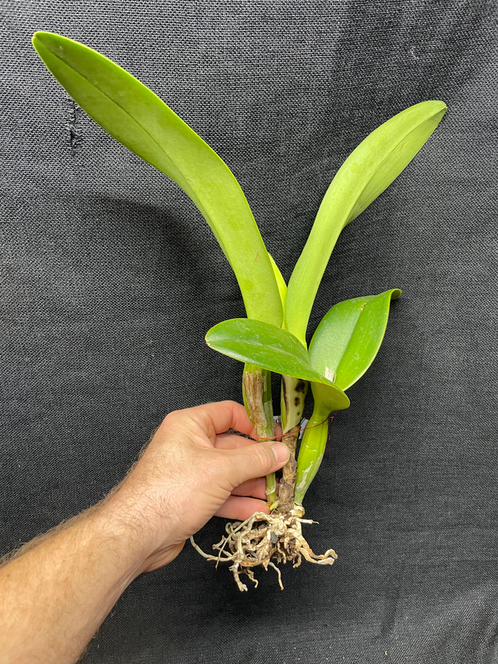 Lc. Gran Blue Sapphire `Miss Elaine&