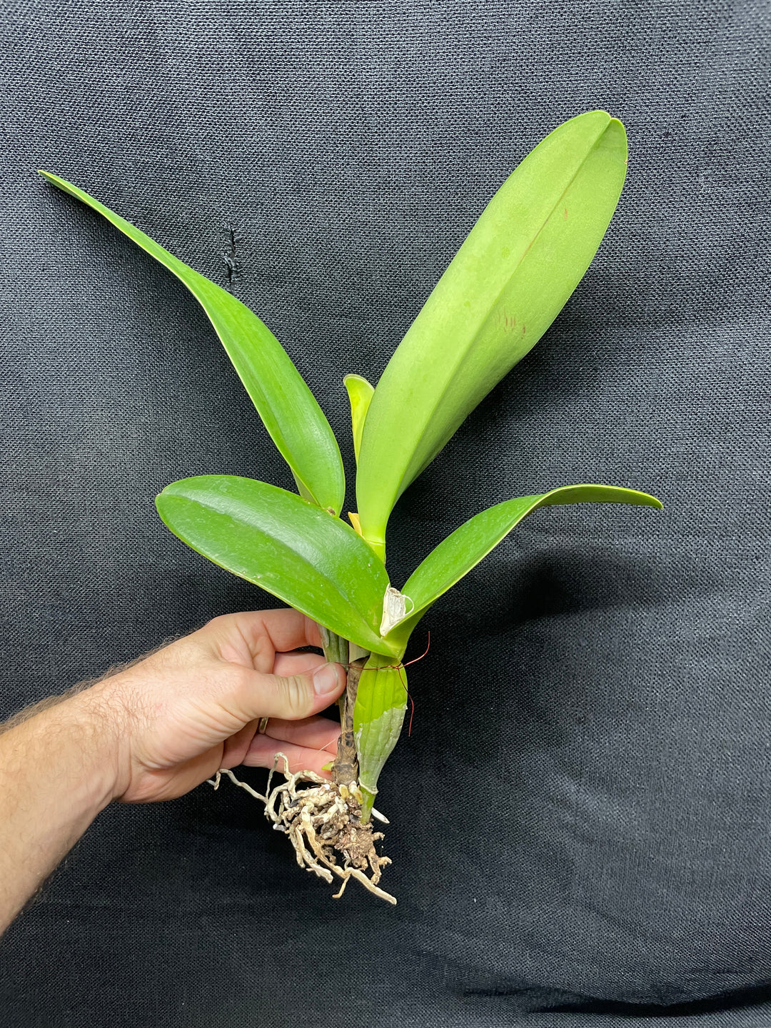 Lc. Gran Blue Sapphire `Miss Elaine&