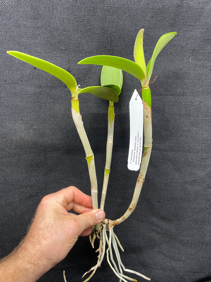 C. intermedia `Elizabeth&