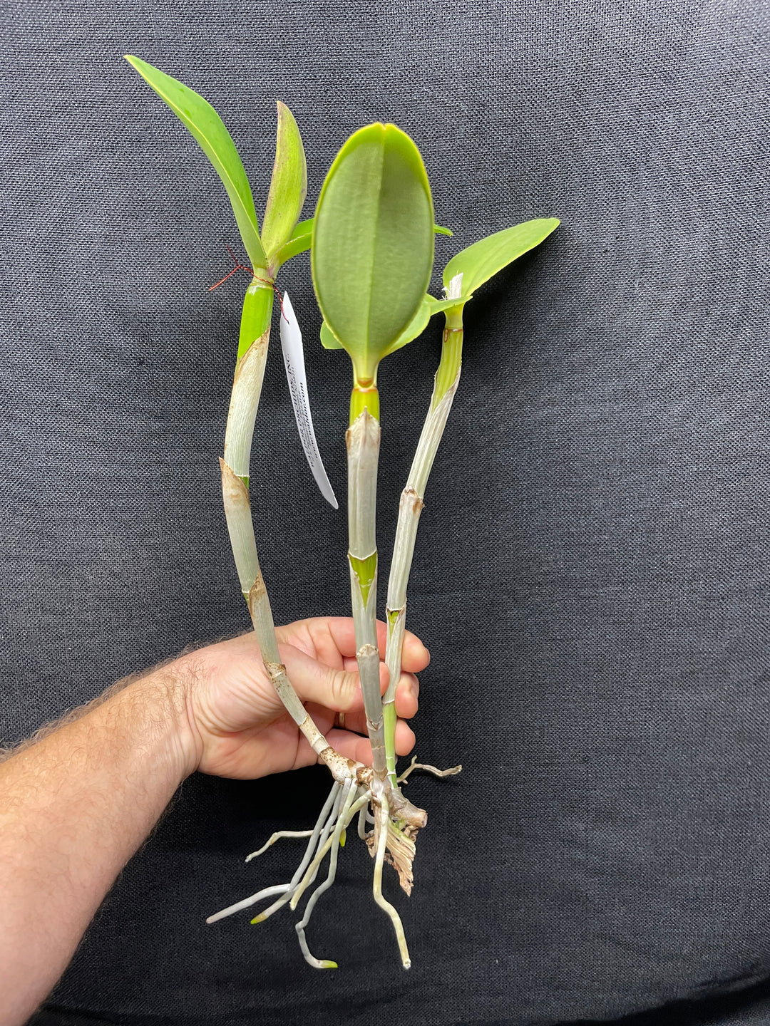 C. intermedia `Elizabeth&