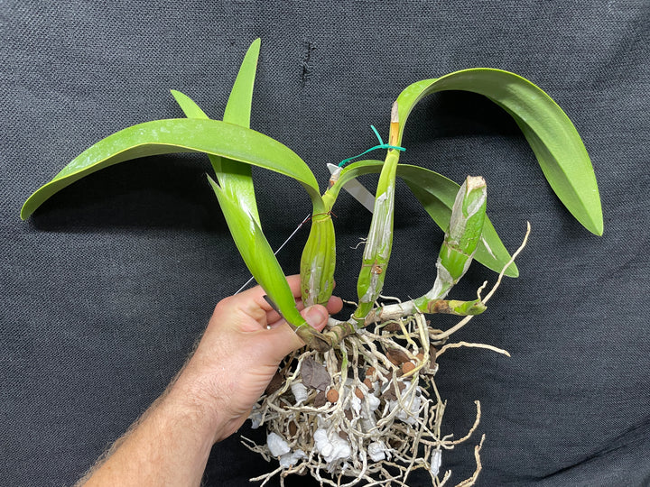 L. anceps `Marble Queen&