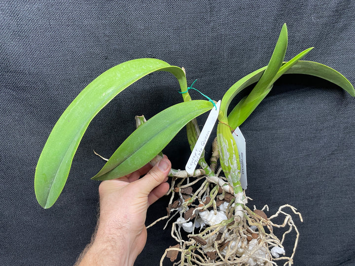 L. anceps `Marble Queen&