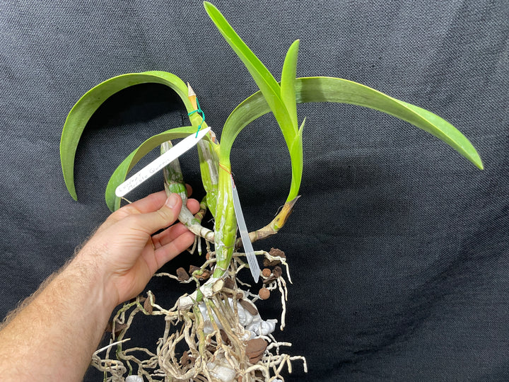 L. anceps `Marble Queen&