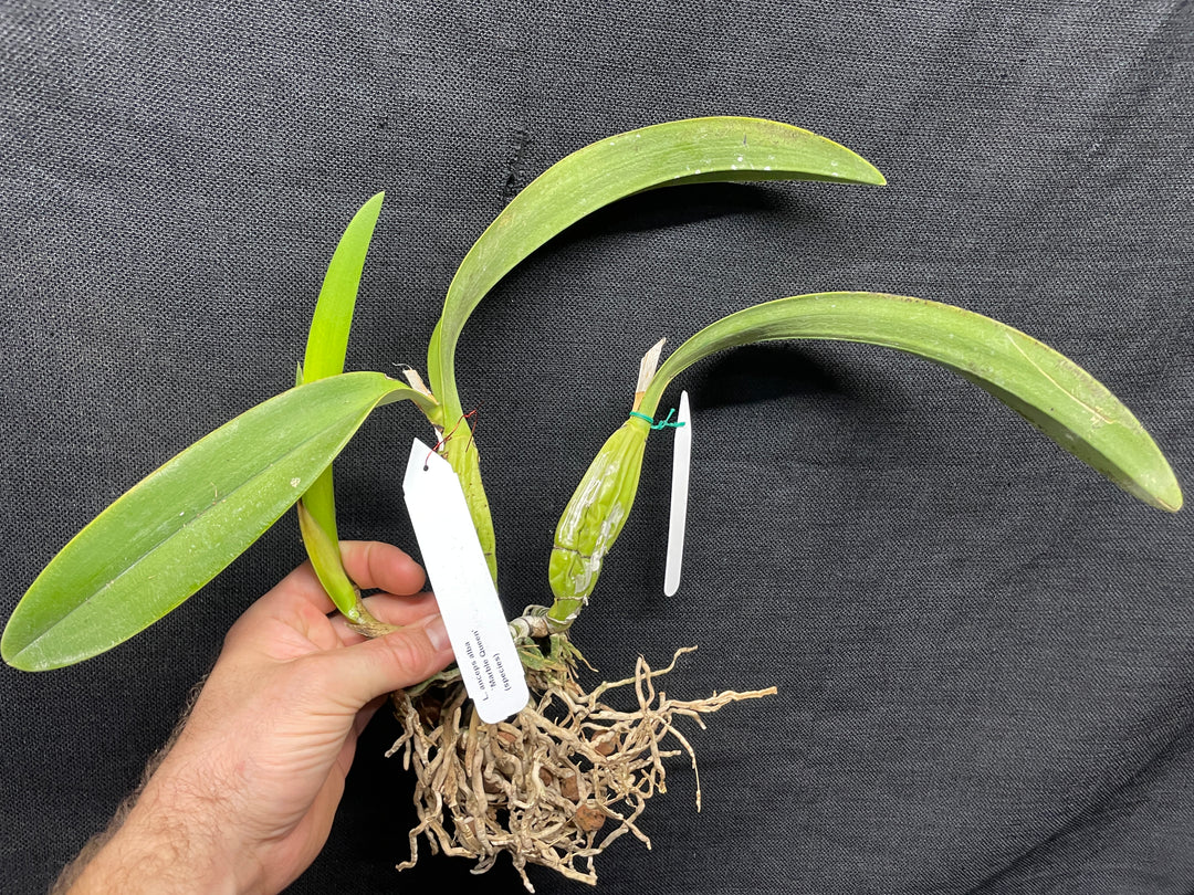 L. anceps `Marble Queen&