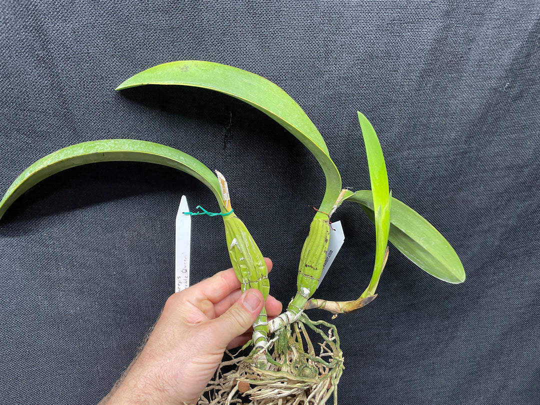 L. anceps `Marble Queen&