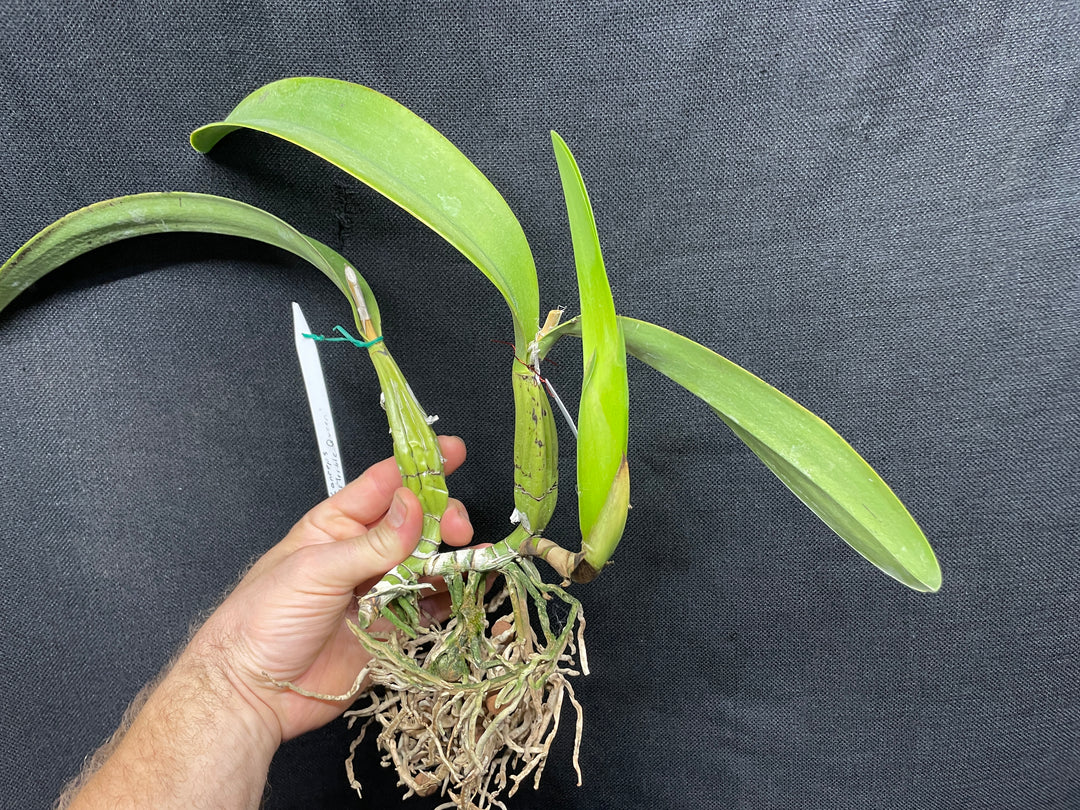 L. anceps `Marble Queen&