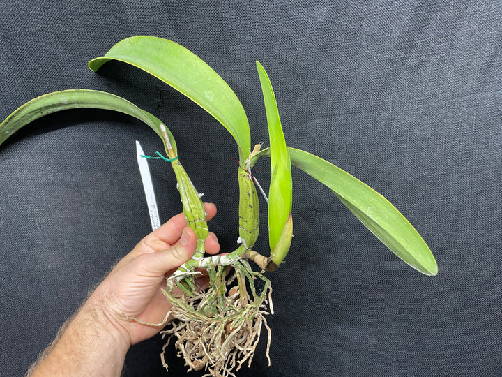 L. anceps `Marble Queen&