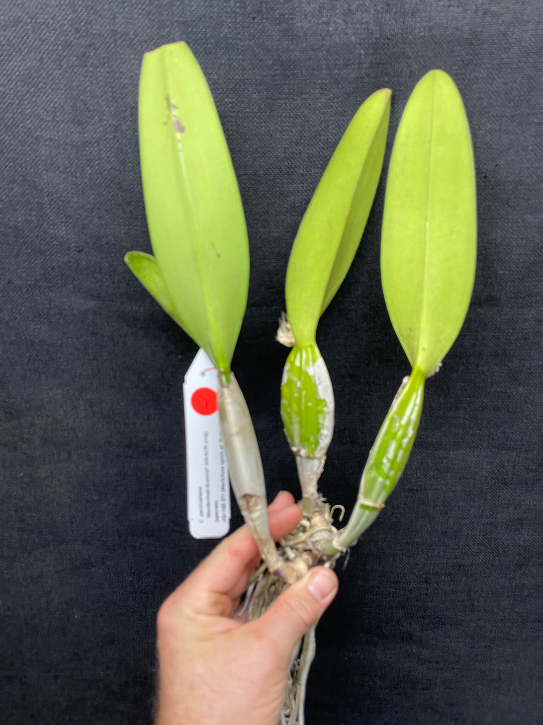 C. percivaliana `Mendenhall-Summit&