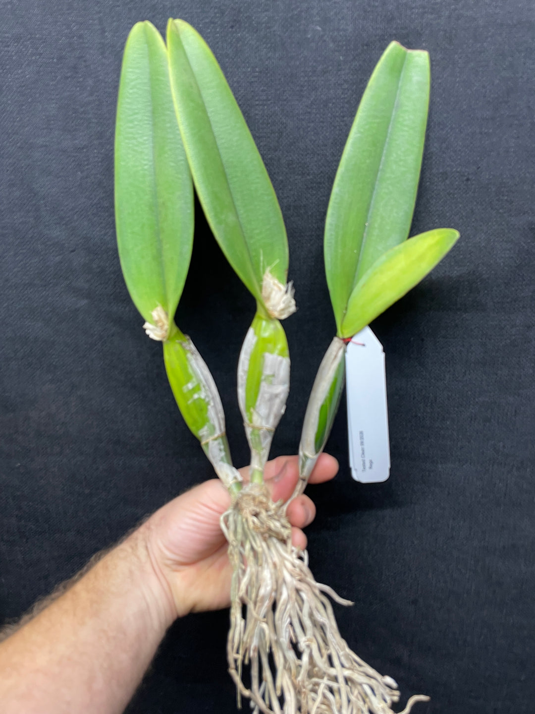 C. percivaliana `Mendenhall-Summit&