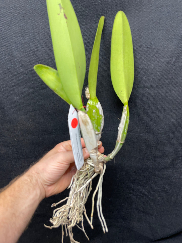 C. percivaliana `Mendenhall-Summit&