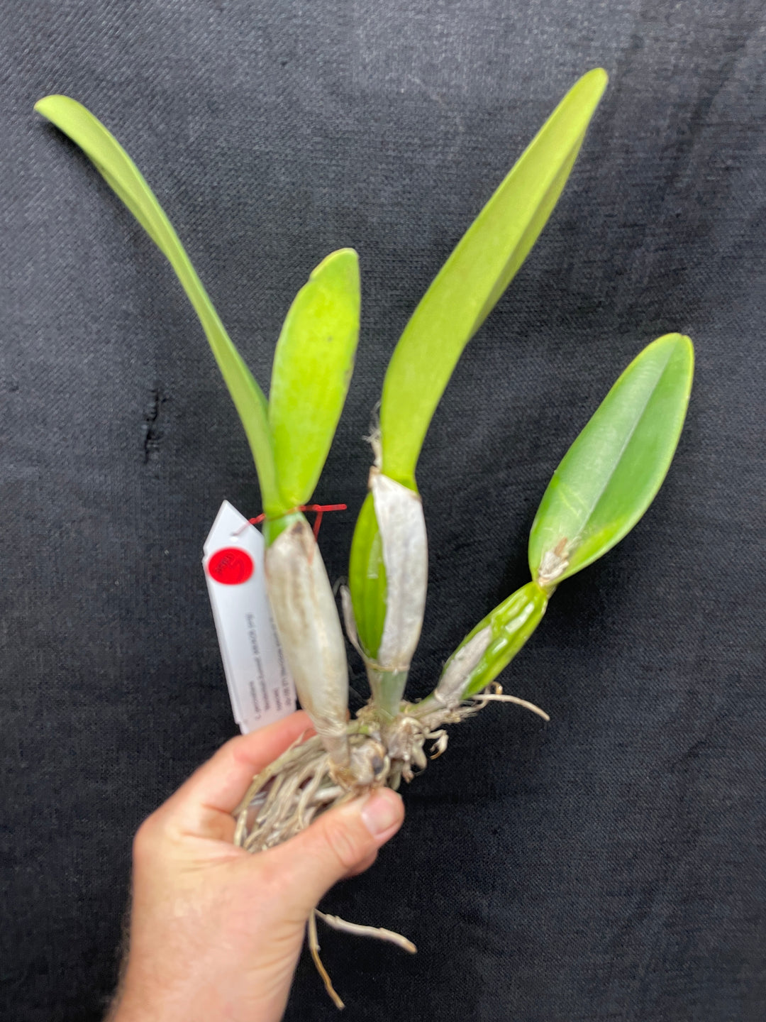 C. percivaliana `Mendenhall-Summit&