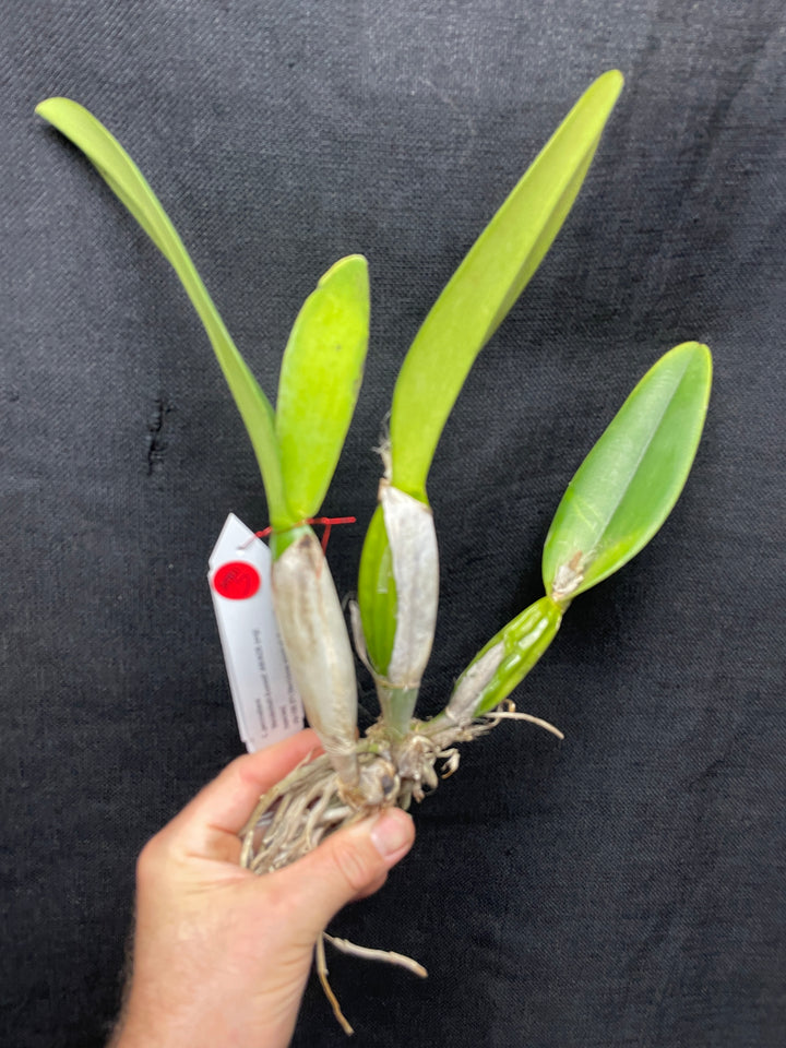 C. percivaliana `Mendenhall-Summit&