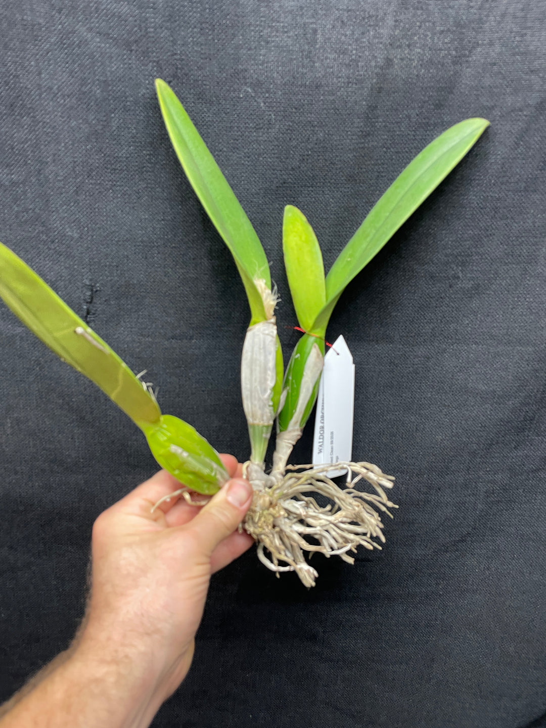 C. percivaliana `Mendenhall-Summit&