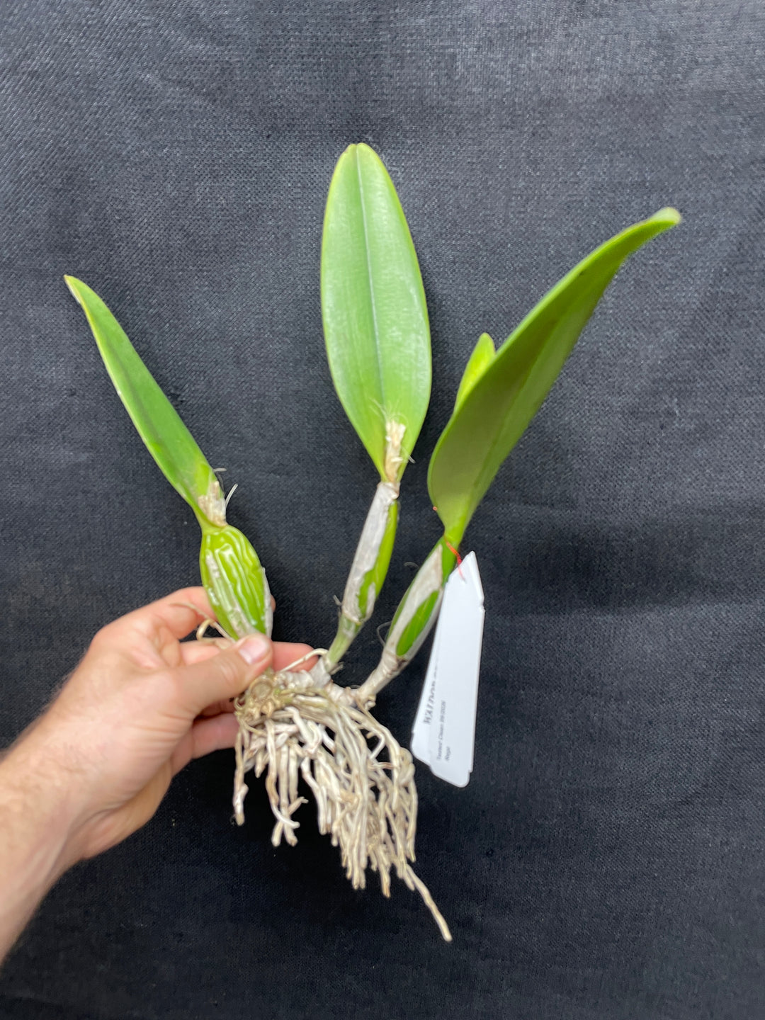 C. percivaliana `Mendenhall-Summit&