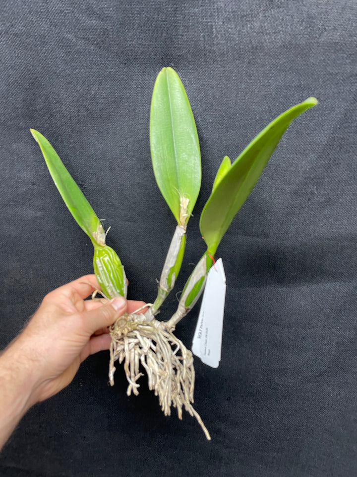 C. percivaliana `Mendenhall-Summit&