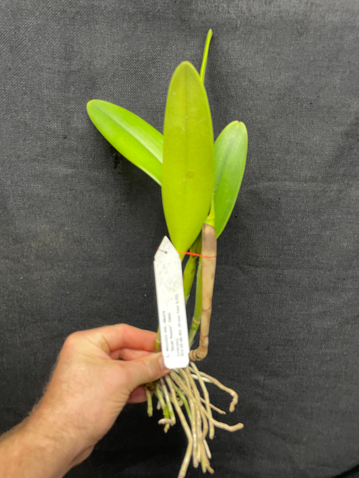 C. wallisii (eldorado) `Sol de Manaus&
