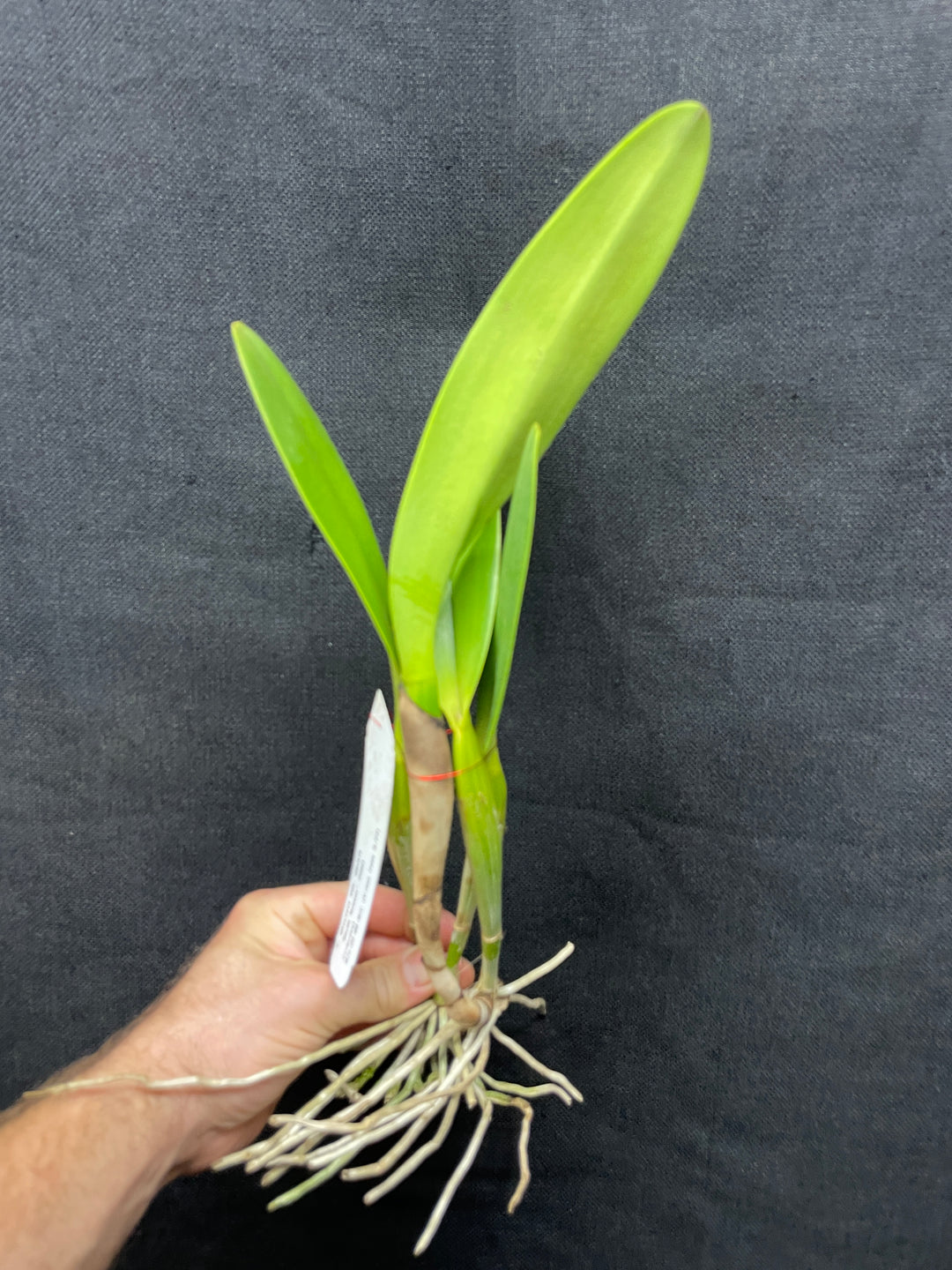 C. wallisii (eldorado) `Sol de Manaus&