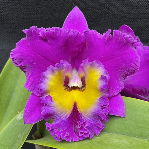 大写字母。 Clayton's Uncle Joe Seedling 4" 花盆