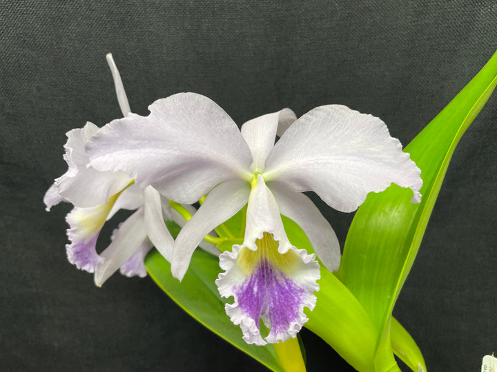 C. labiata coerulea `Moody Blues&