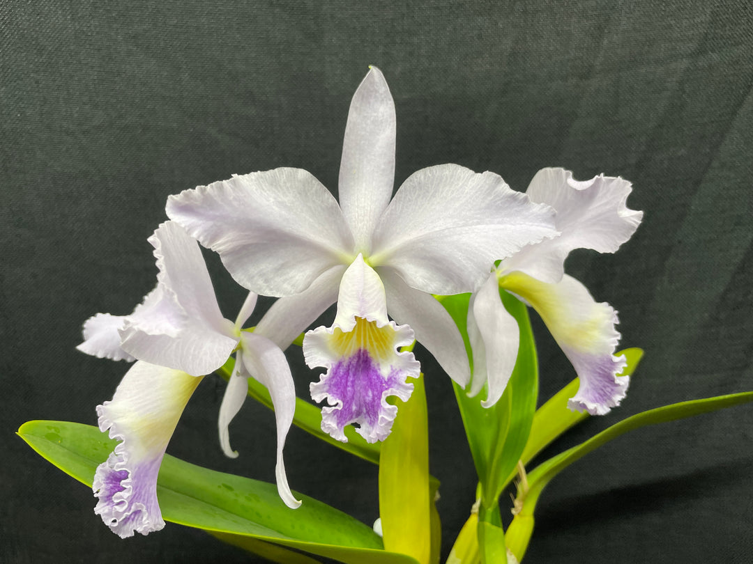 C. labiata coerulea `Moody Blues&
