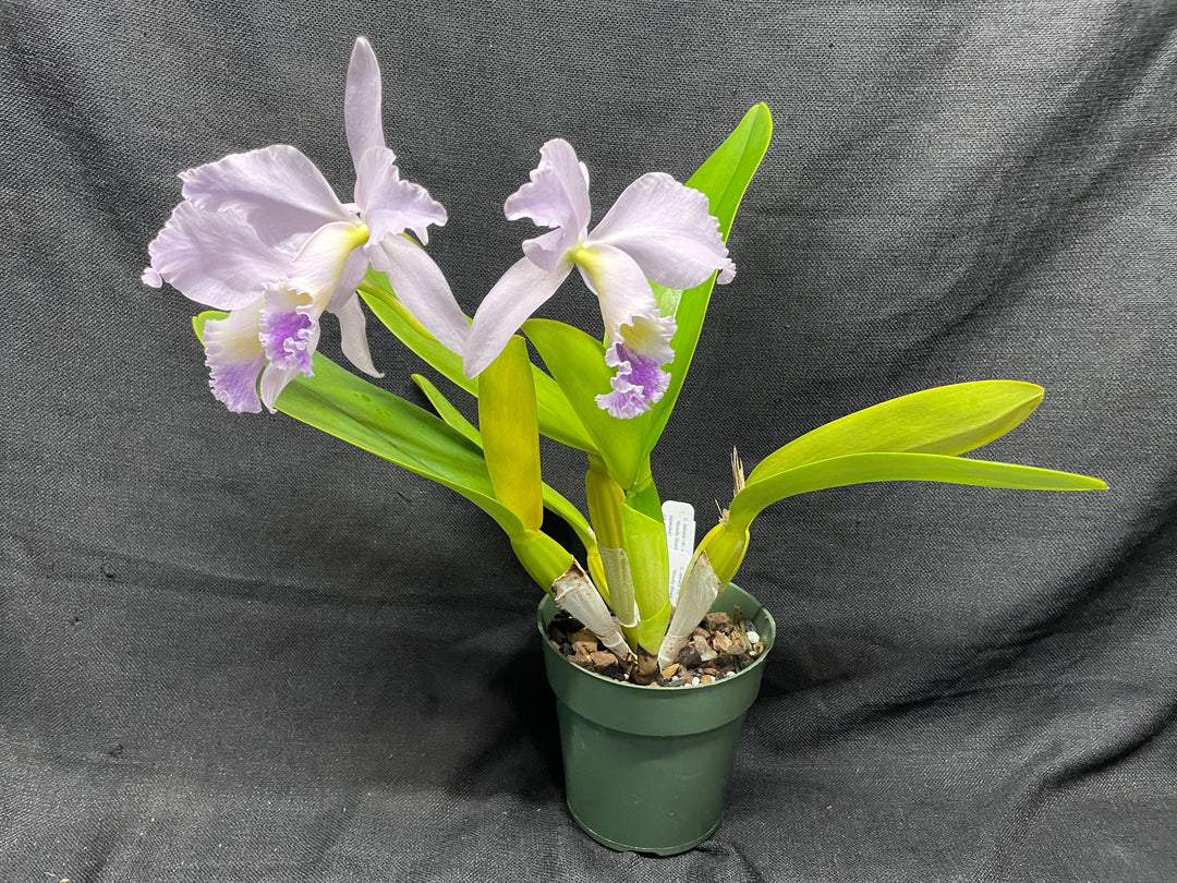C. labiata coerulea `Moody Blues&