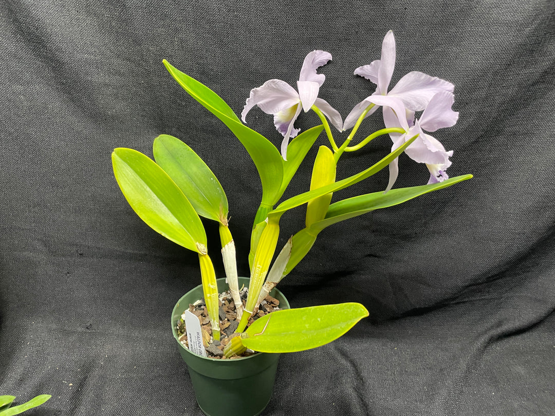 C. labiata coerulea `Moody Blues&
