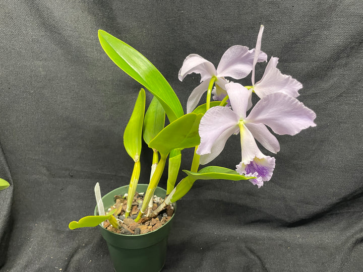 C. labiata coerulea `Moody Blues&