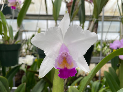 C. quadricolor `Canaima's Pride' Original Division #1 Select Species Cattleya Orchid Plant