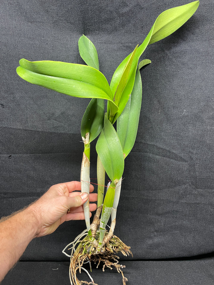 Blc. Mem. Dorothy Bertsch `Amber Gem&