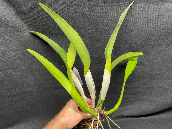 Blc. Mem. Plato Mathews `938&