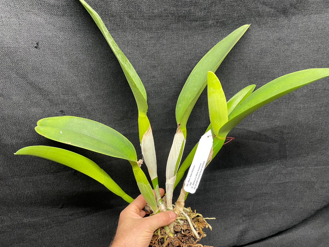 Blc. Mem. Plato Mathews `938&